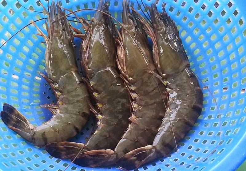 Tôm sú tươi sống loại 1