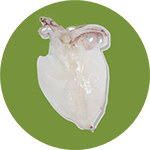 Đặc Sản Hội An Làm Quà