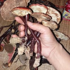 Nấm lim xanh Tiên Phước