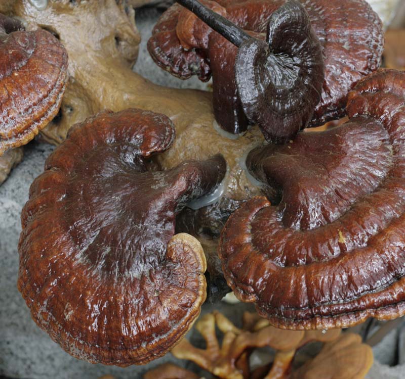 Đặc Sản Hội An Làm Quà