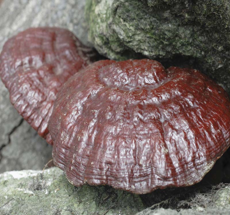 Đặc Sản Hội An Làm Quà