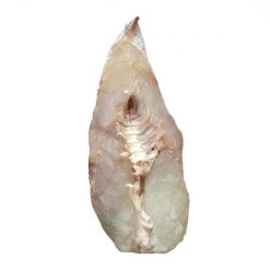 Cá mú 1 nắng