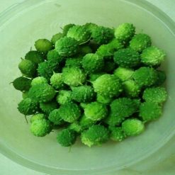 Khổ qua khỉ tròn