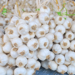 Tỏi Lý Sơn (tỏi nhiều nhánh)