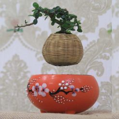 Bonsai bay độc nhất Việt Nam - Cảnh thần tiên