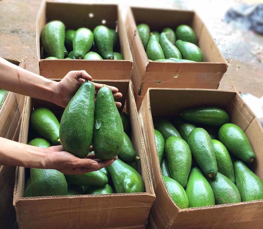 Khách hàng chọn bơ Đà Lạt