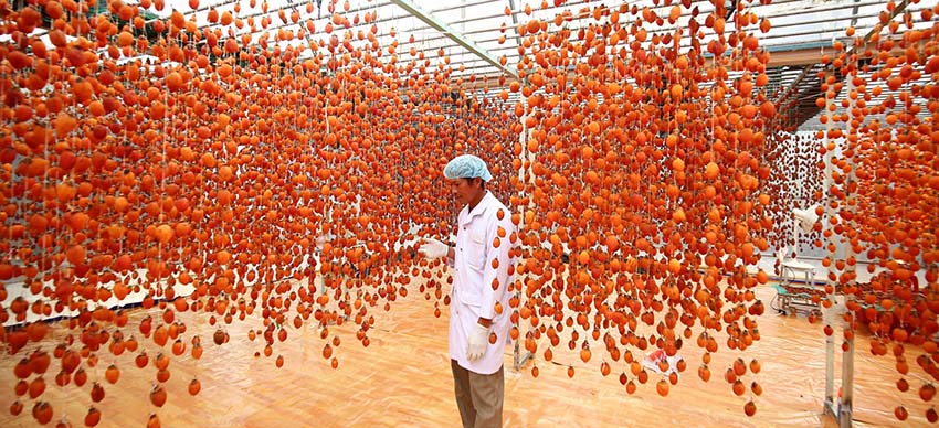 Vườn hồng sấy treo qui mô