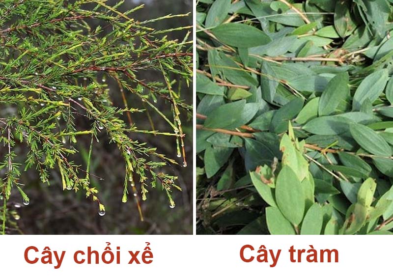 Cây chổi xể và cây dầu tràm